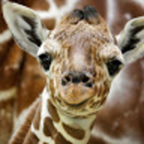 giraffegiraffe